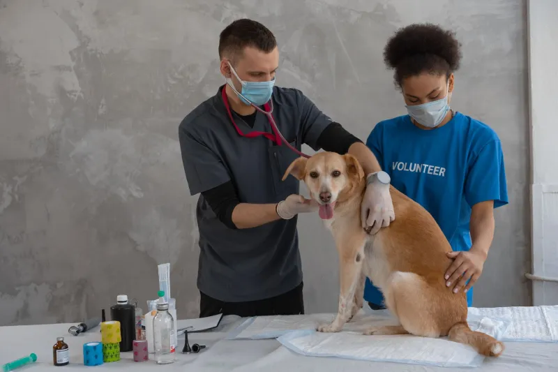 Your Dying Pet Deserves Better Than a $280 Supplement With Zero Proof It Works